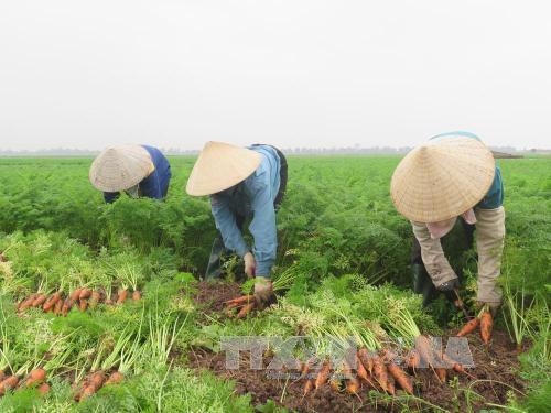 Hội nông dân tỉnh hỗ trợ tiêu thụ nông sản 