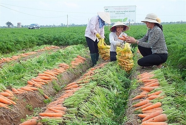 VIDEO: Hoàn tất công tác chuẩn bị Lễ hội thu hoạch cà rốt