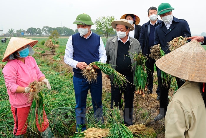 Lễ Hội thu hoạch cà rốt tỉnh Hải Dương năm 2022
