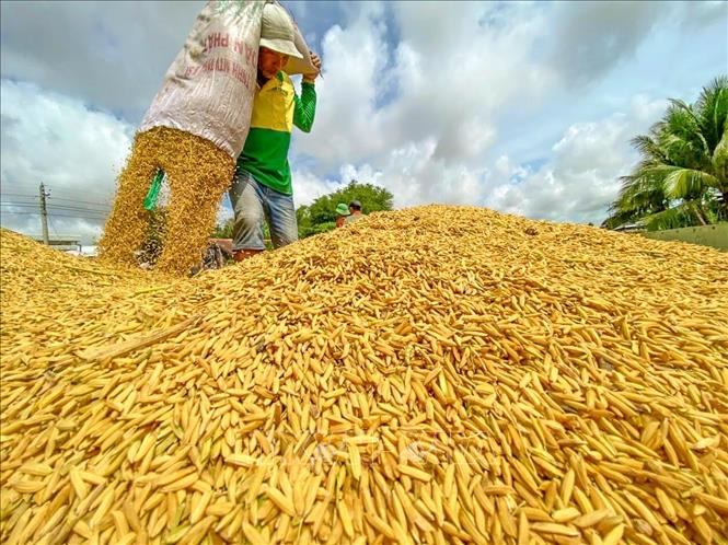 Thị trường nông sản: Giá lúa tiếp tục duy trì ở mức cao 