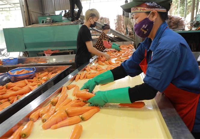Công ty Tân Hương xuất khảu gần 500 tấn cà rốt