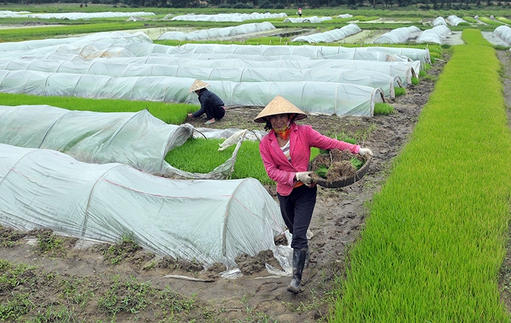 Các địa phương cơ bản hoàn thành gieo cấy xong lúa Đông Xuân