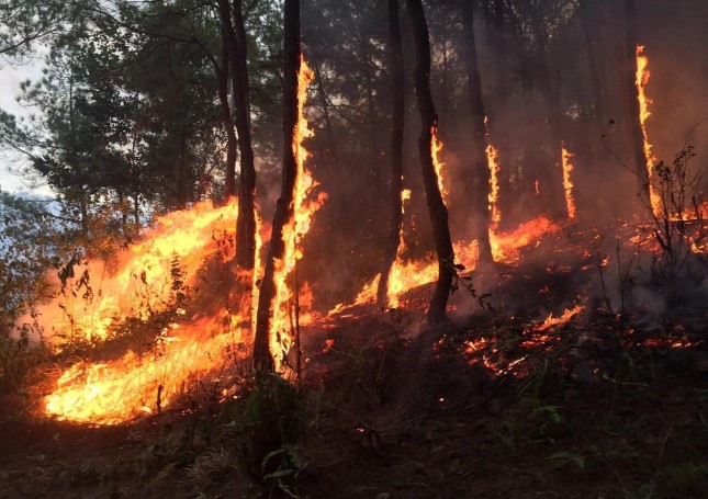 Nâng mức cảnh báo cháy rừng lên cấp 4