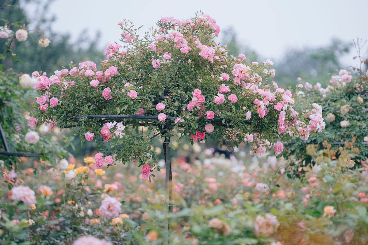 Mê mẩn trước vẻ đẹp tựa cổ tích của vườn hồng hơn 6.000 m2