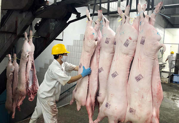 Giá thịt lợn chưa có dấu hiệu hồi phục: Doanh nghiệp và người chăn nuôi cùng 