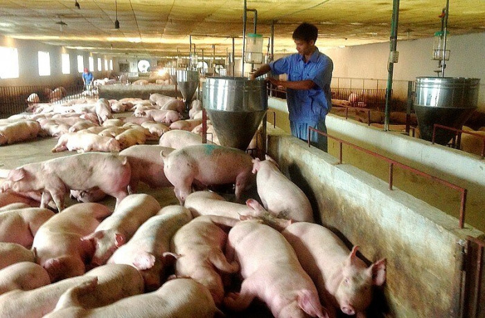 Thịt lợn “ế”, giá lao dốc, vì sao không tính đến xuất khẩu? 