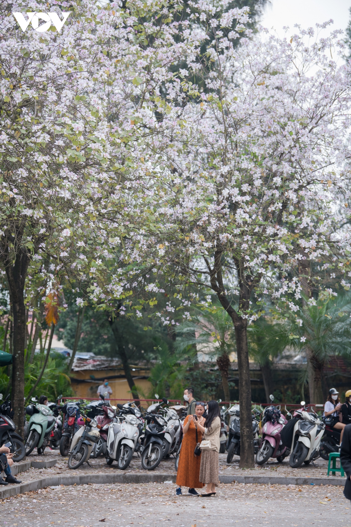 Người dân Thủ đô thích thú đi chụp hoa ban trên đường Bắc Sơn 