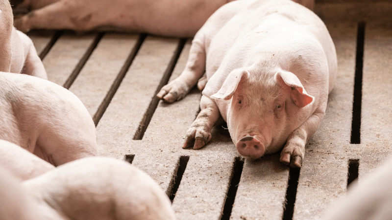 Giá lợn hơi tăng đồng loạt, tiến sát mốc 60.000 đồng/kg 