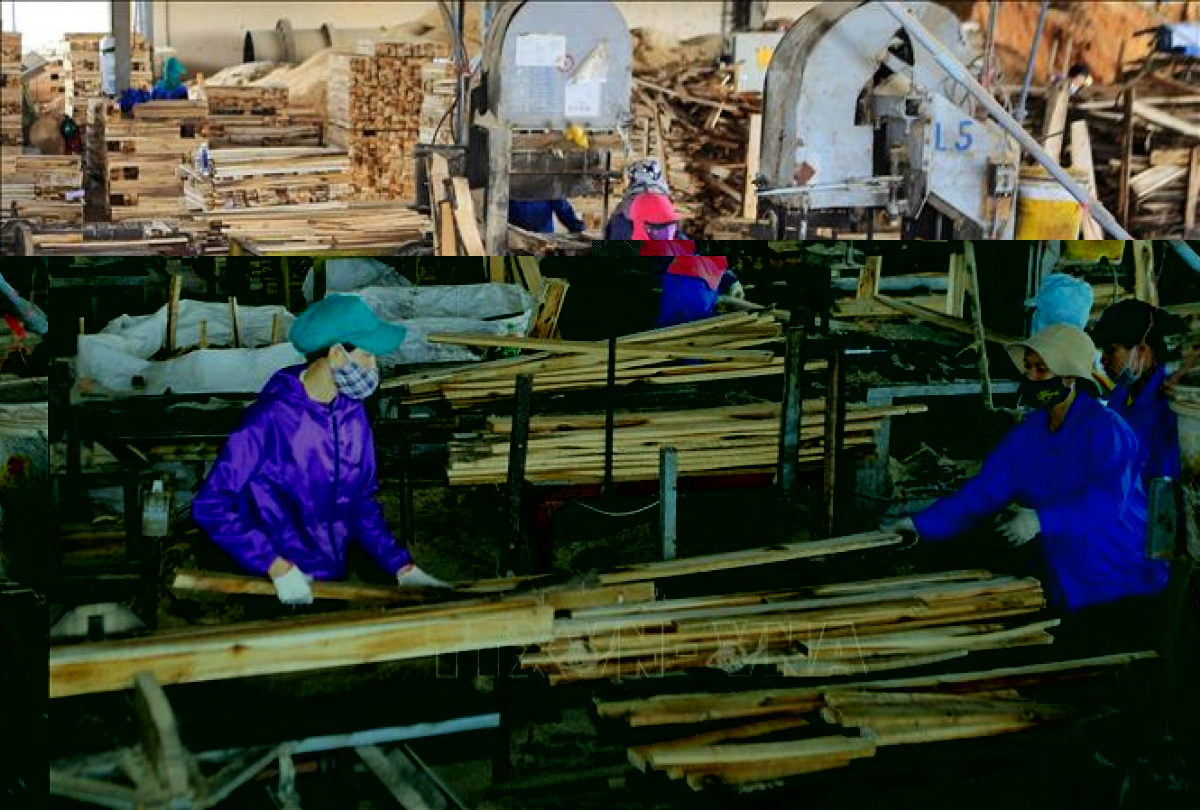 Giảm rủi ro về nguồn gốc, đảm bảo xuất khẩu gỗ bền vững
