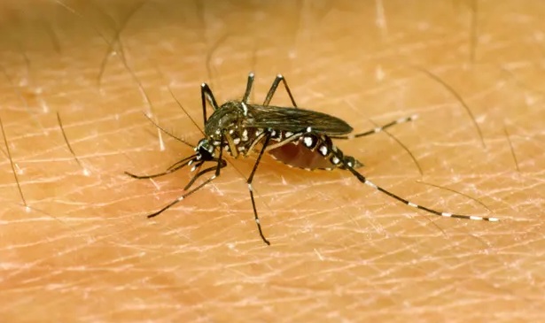 Phát hiện ra cơ chế khác lạ khiến muỗi luôn ‘đánh hơi’ được người 