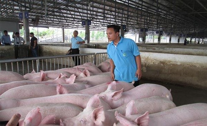 Thịt lợn giảm giá nhẹ 