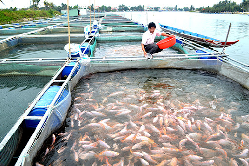 Thủy sản Việt Nam đặt mục tiêu trong số 5 nước hàng đầu thế giới vào năm 2030 