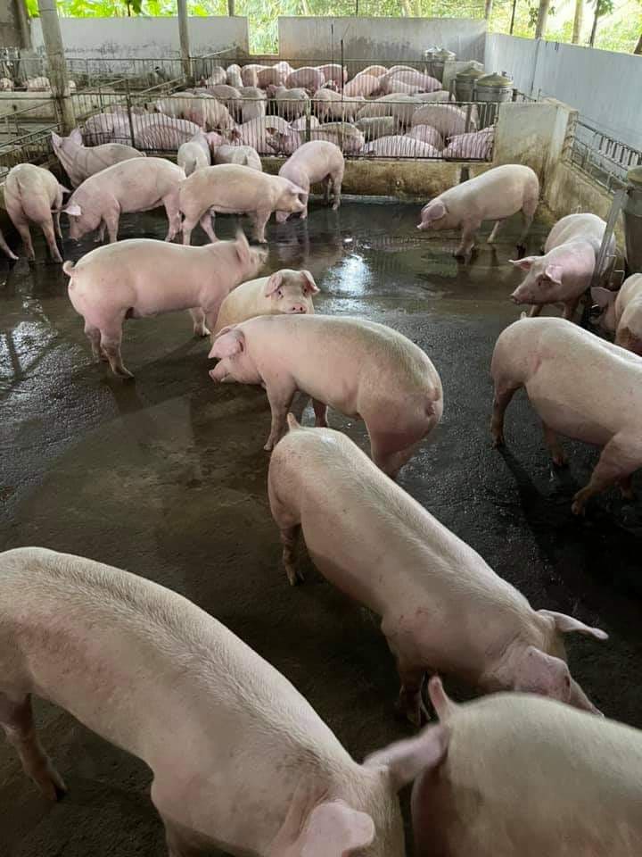 Giá lợn hơi ngày 6/11/2021: Tiếp tục giảm từ 1.000 - 2.000 đồng/kg 