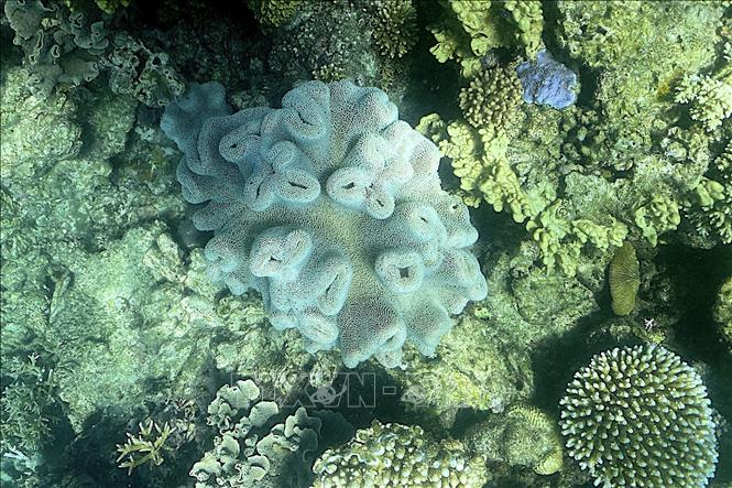 Báo động tình trạng san hô chết dần ở Địa Trung Hải do nắng nóng 