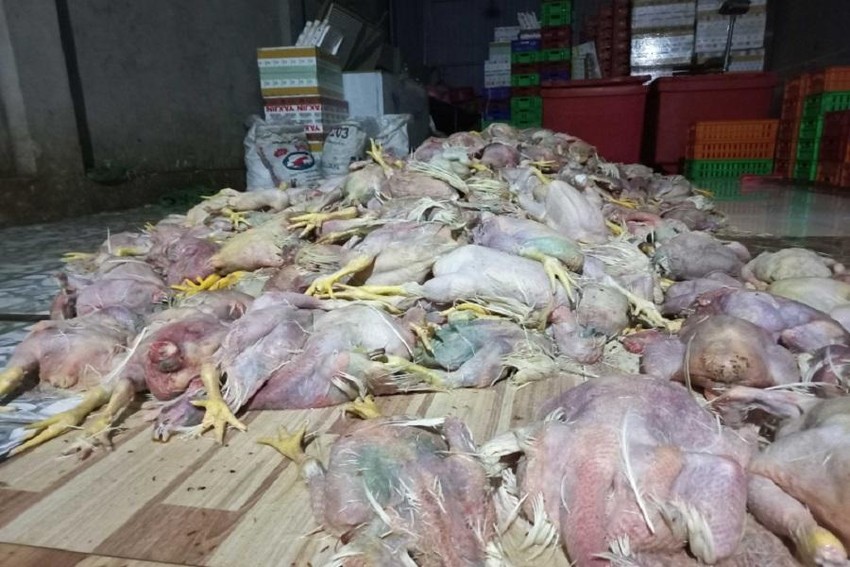 2,2 tấn gà chết ở Đồng Nai chuẩn bị mang đi tiêu thụ làm giò, chả