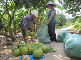 Bộ Nông nghiệp Hoa Kỳ công nhận bưởi xã Thanh Hồng đủ điều kiện xuất khẩu