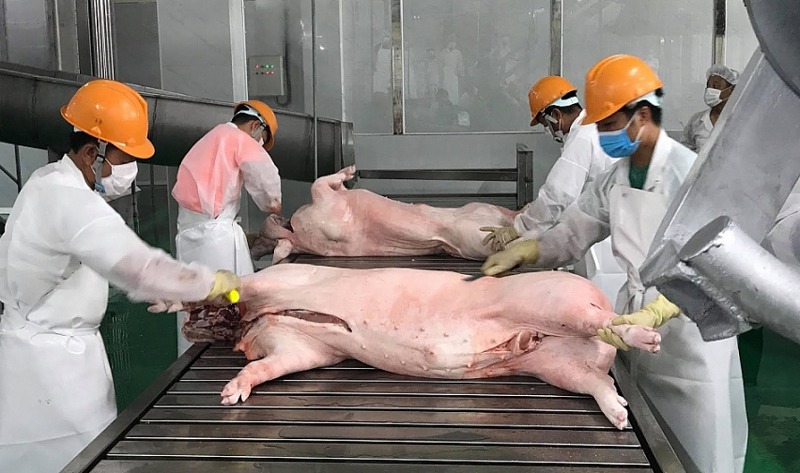 Giải “bài toán” chất lượng thịt lợn xuất khẩu