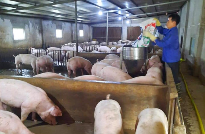 Giá lợn hơi ngày 20/12: Cả 3 miền đồng loạt dao động quanh mức 50.000 đồng 