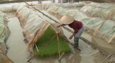 Thanh Miện phấn đấu gieo cấy xong lúa xuân trong tháng 2/2023