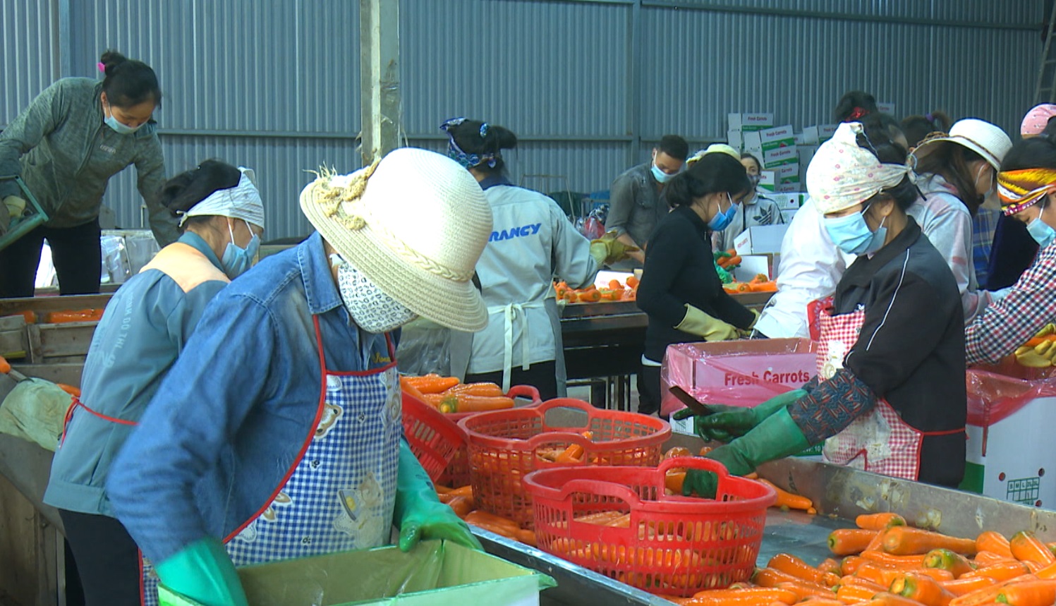 Công ty cổ phần AMEII Việt Nam phấn đấu xuất khẩu trên 3.000 tấn cà rốt
