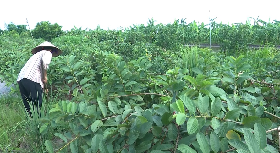 Vốn tín dụng chính sách giúp nông dân Thanh Hà phát triển kinh tế vườn